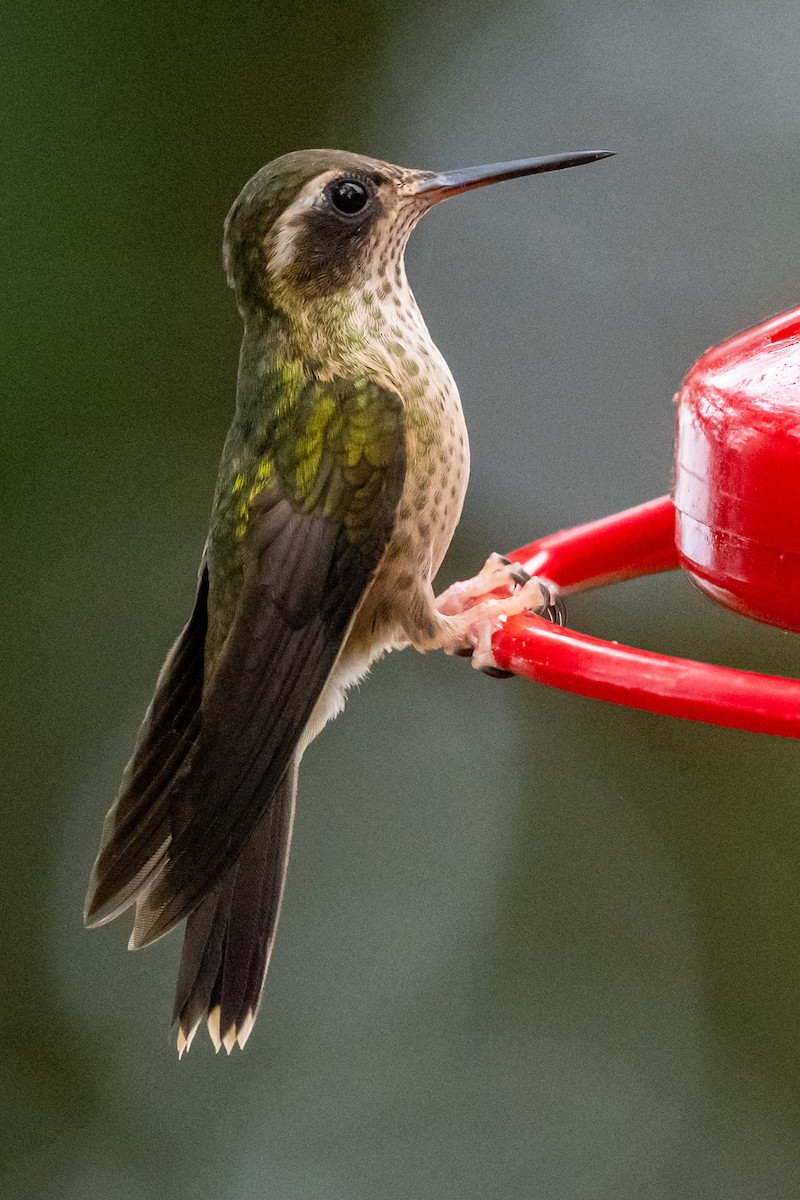 Speckled Hummingbird - Jamie Jacob 🦅