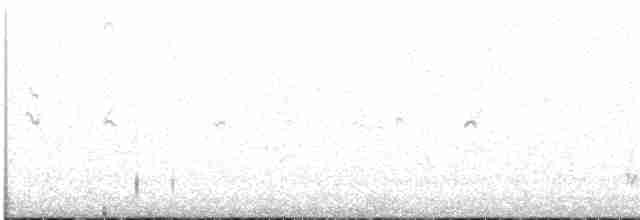Braunbrust-Weißstirnchen - ML611549842