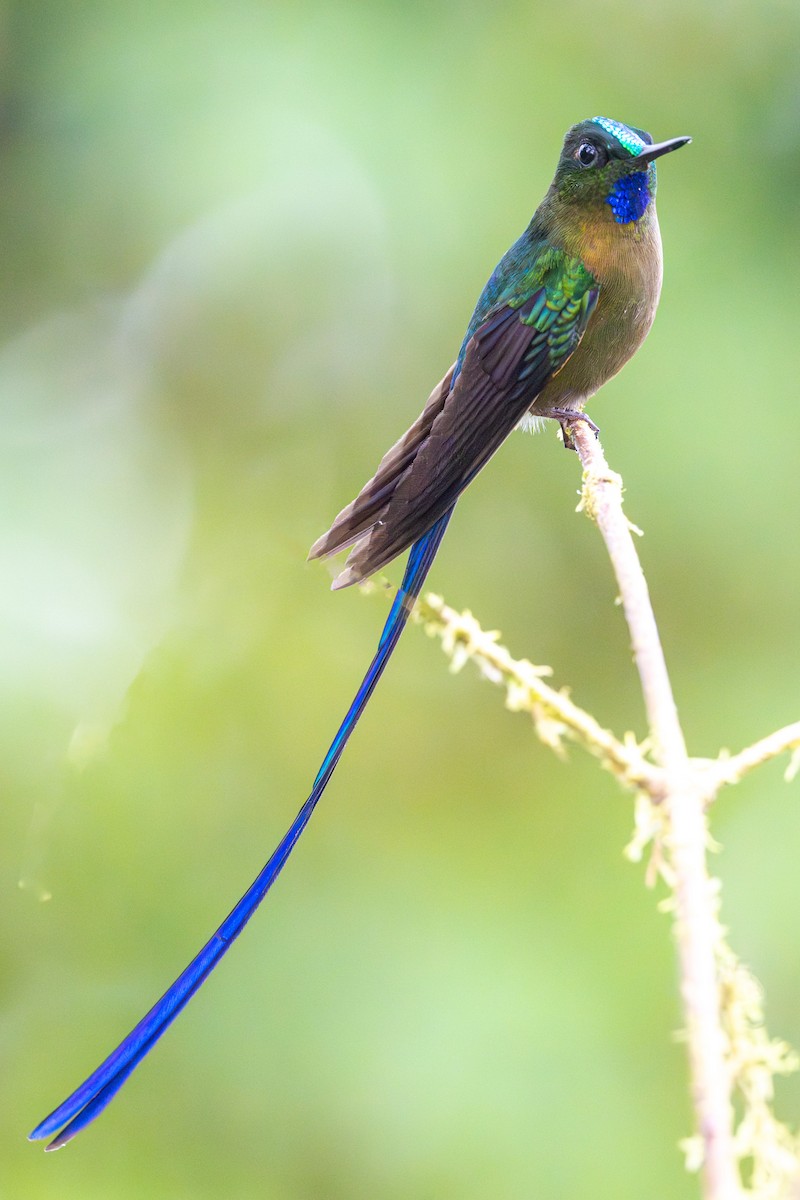 Violet-tailed Sylph - ML611549845