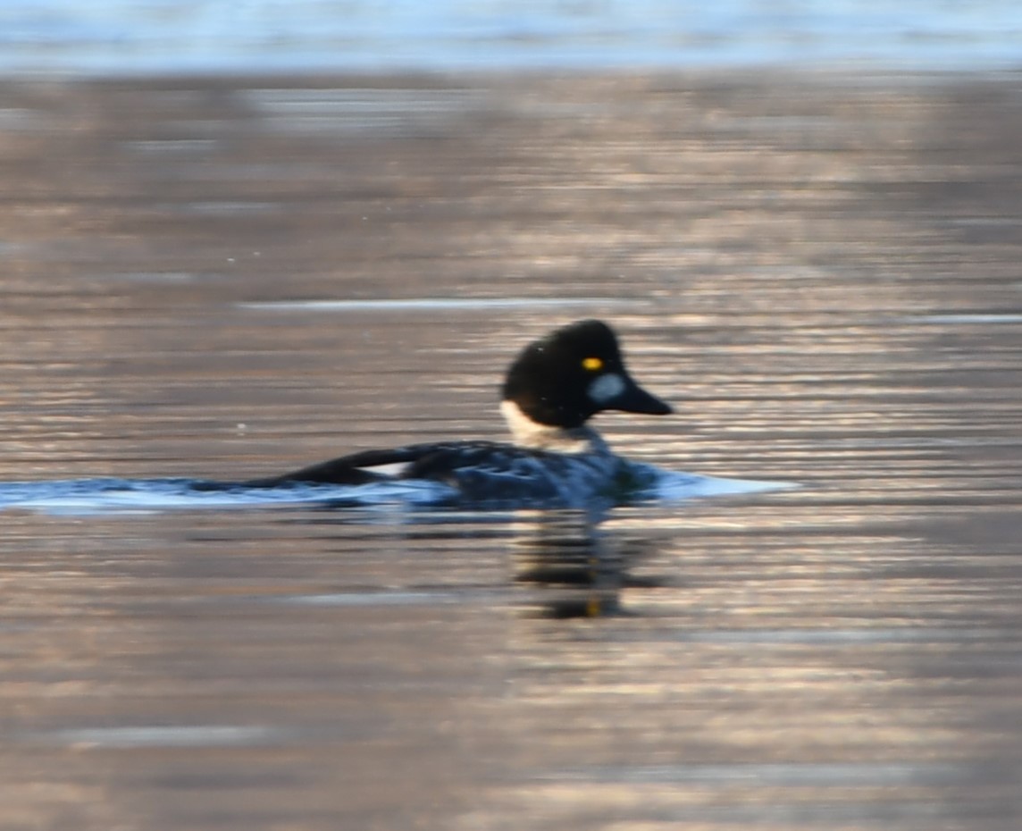 Common Goldeneye - ML611550368