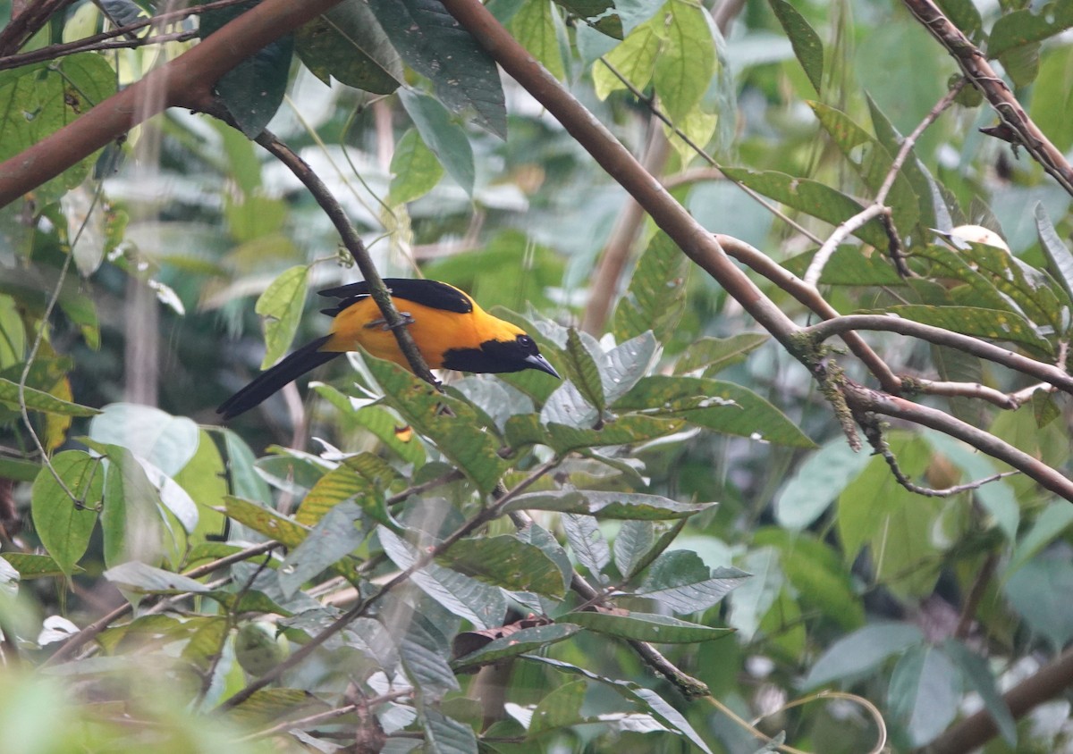 Yellow-backed Oriole - Robin Welsh