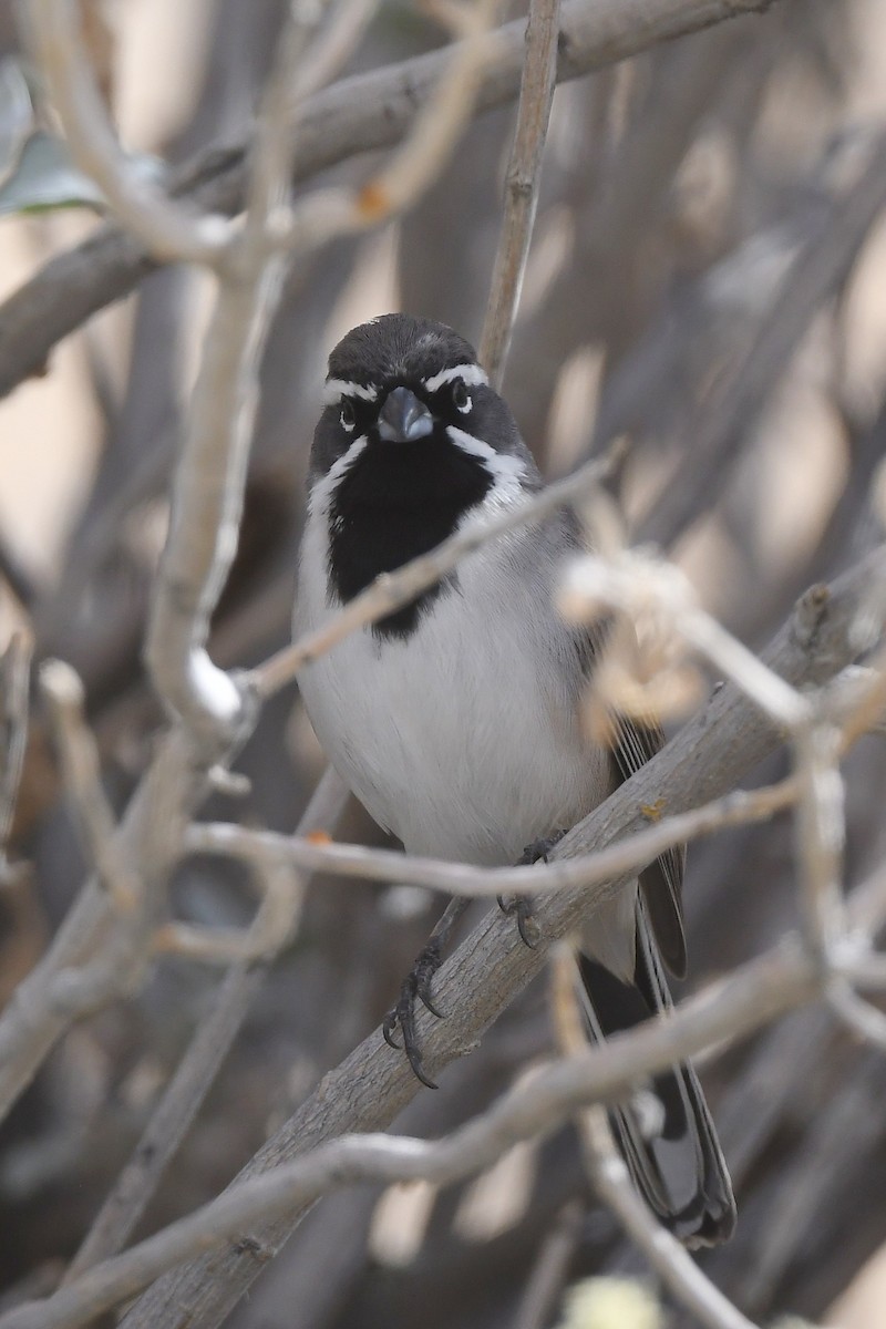 Black-throated Sparrow - Bart Wickel