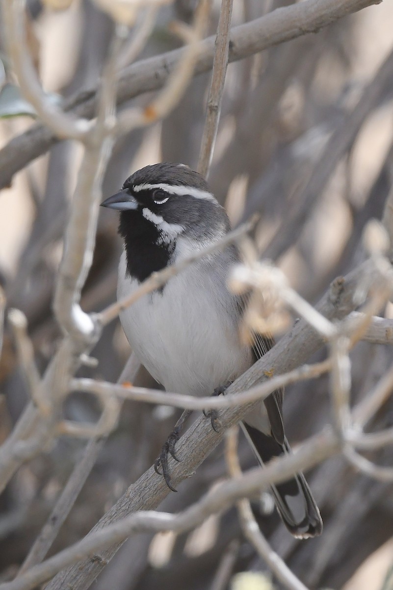 Black-throated Sparrow - ML611550538