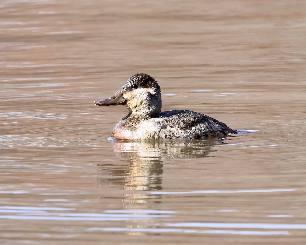 Ruddy Duck - ML611550563