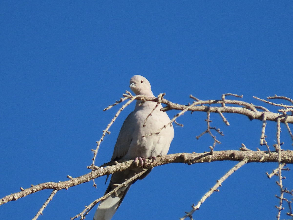 Eurasian Collared-Dove - Martha Pallin