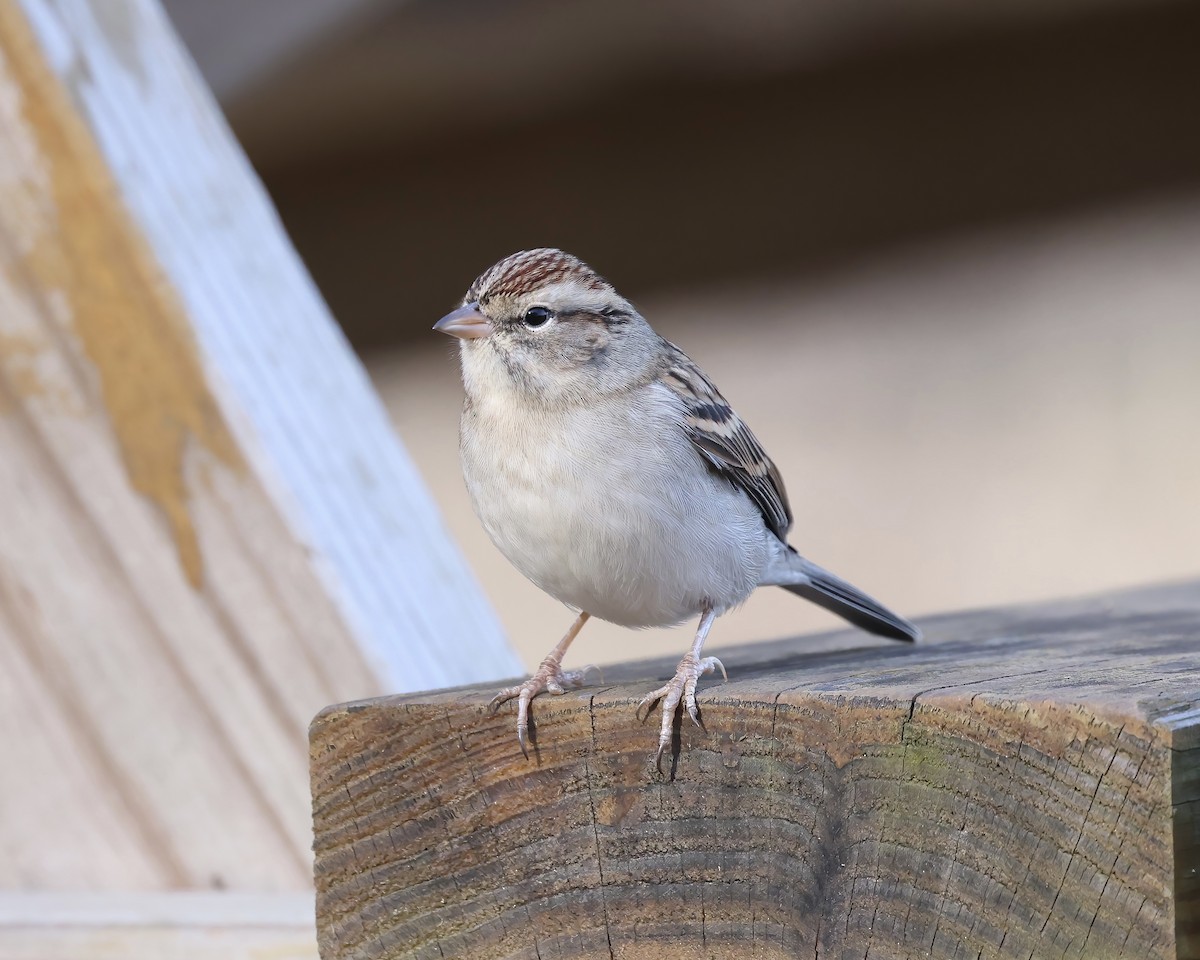 Chipping Sparrow - ML611550597