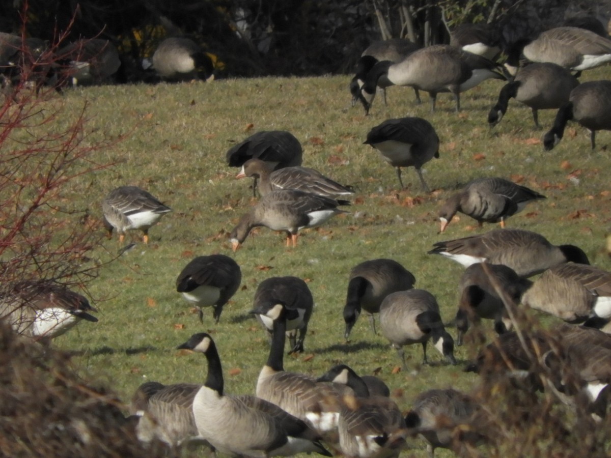 Greater White-fronted Goose - ML611551119