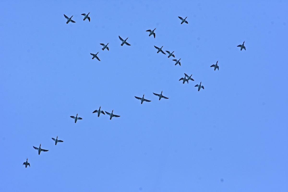 eBird Checklist 25 Nov 2023 Newnans LakeEarl P. Powers Park 1