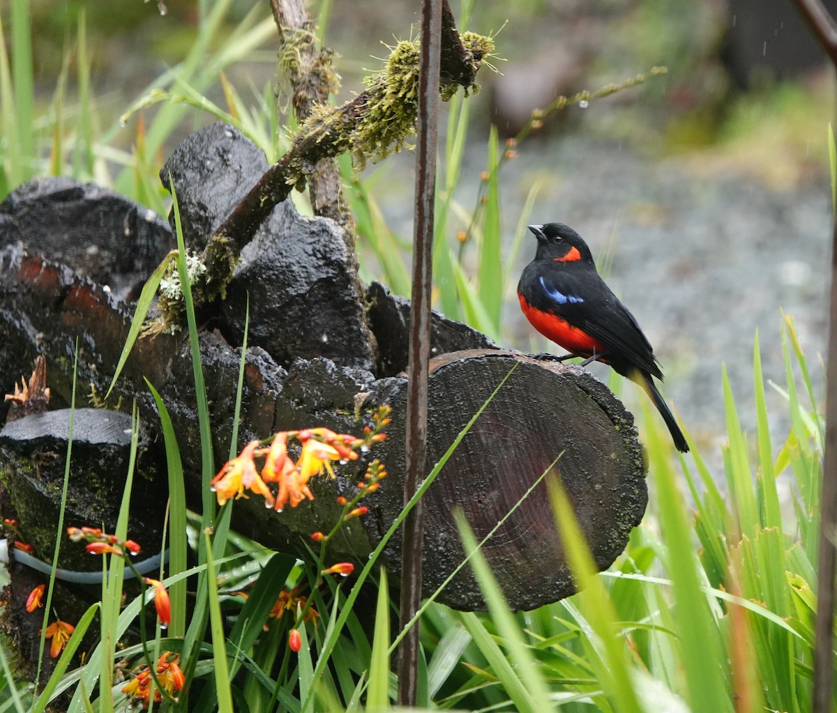 Scarlet-bellied Mountain Tanager - ML611551158