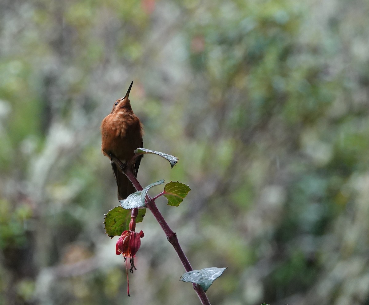 kolibřík duhovohřbetý - ML611551229