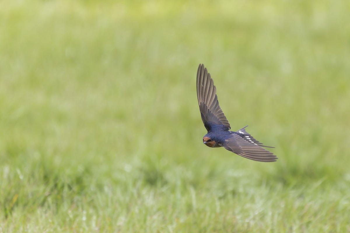 Pacific Swallow - ML611551846