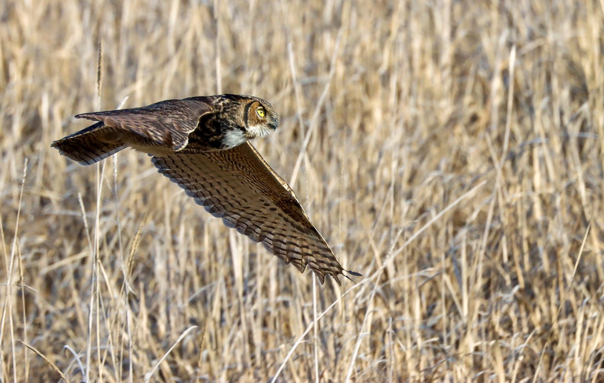 Great Horned Owl - ML611552335