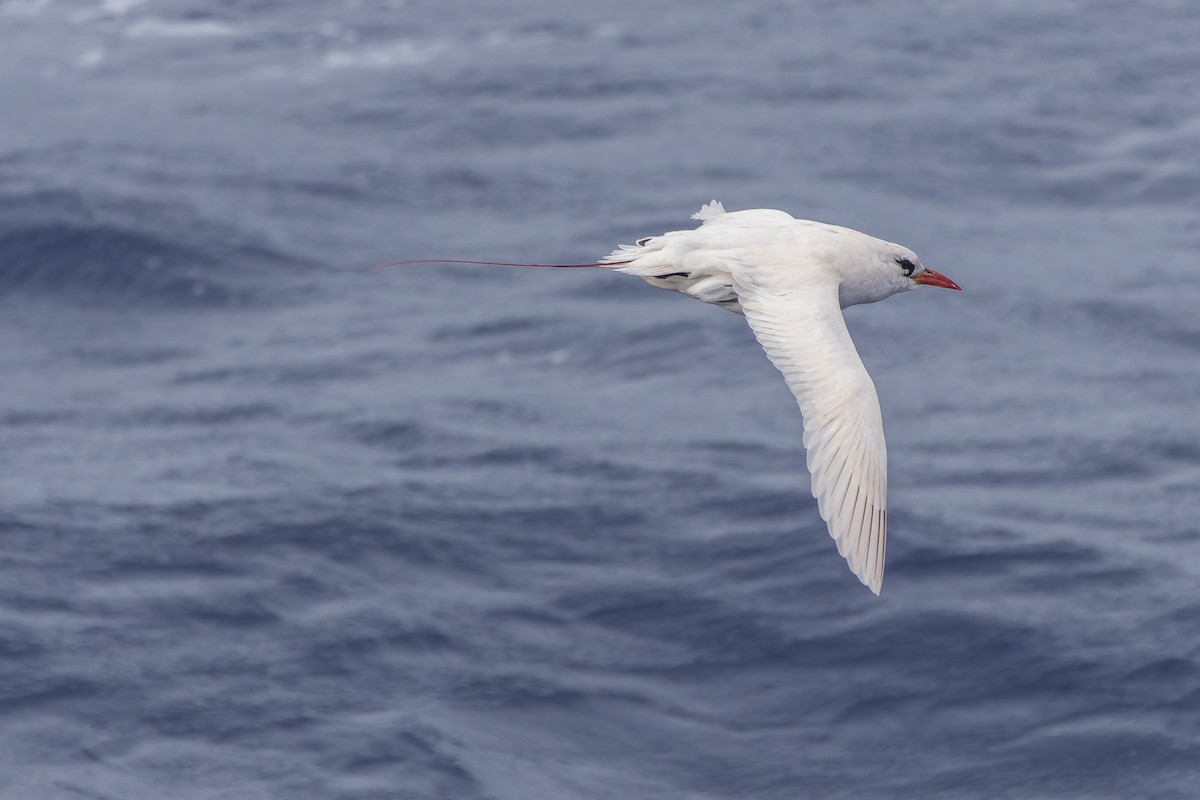 Red-tailed Tropicbird - ML611552538
