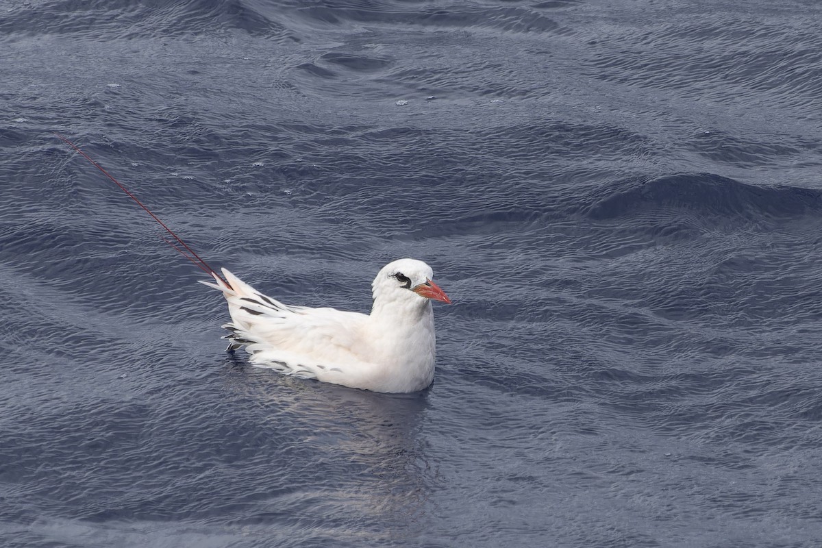 Red-tailed Tropicbird - ML611552539