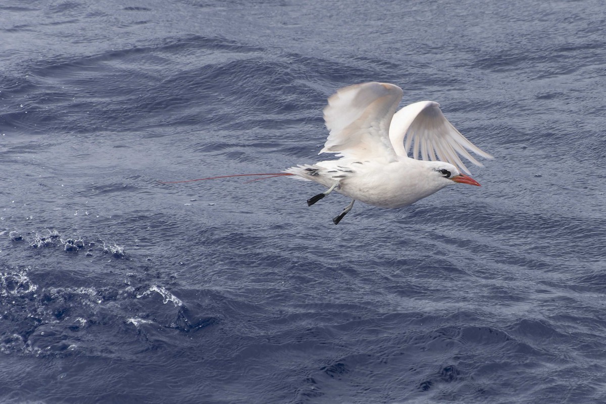 Red-tailed Tropicbird - ML611552541