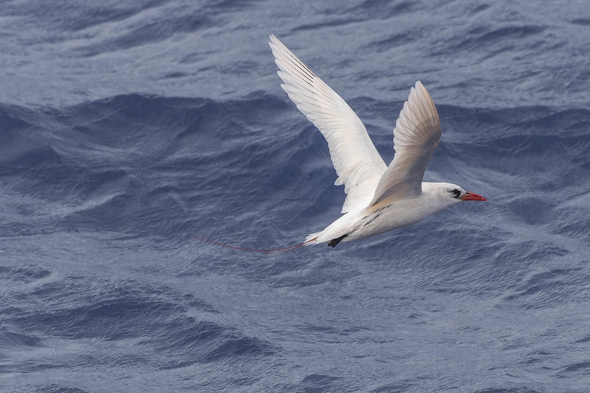 Red-tailed Tropicbird - ML611552542