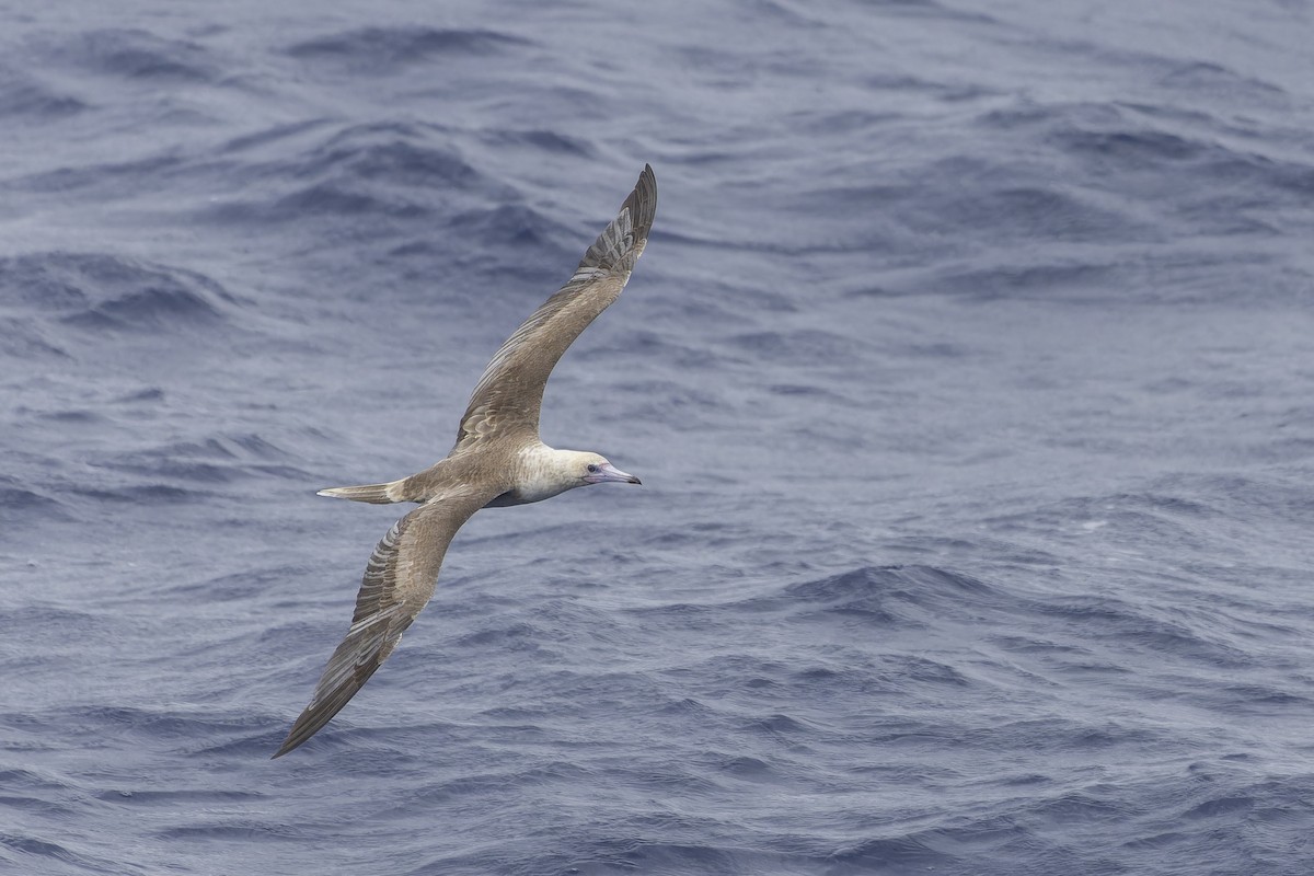 Red-footed Booby - ML611552557