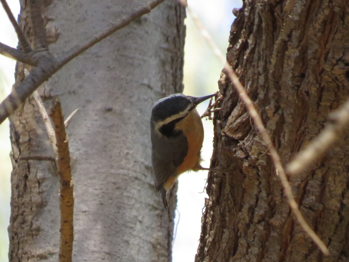 Red-breasted Nuthatch - ML611552660