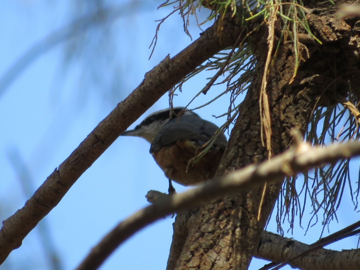 Red-breasted Nuthatch - ML611552661