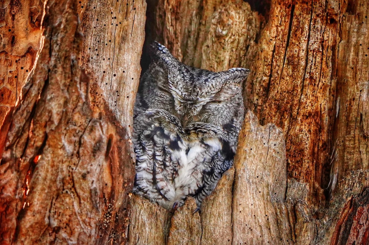 eBird Checklist 25 Nov 2023 Newburyport 1 species