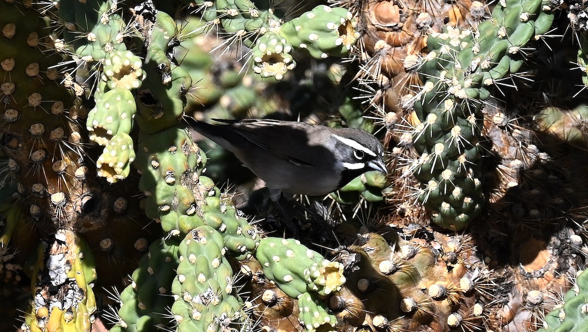 Black-throated Sparrow - ML611553606