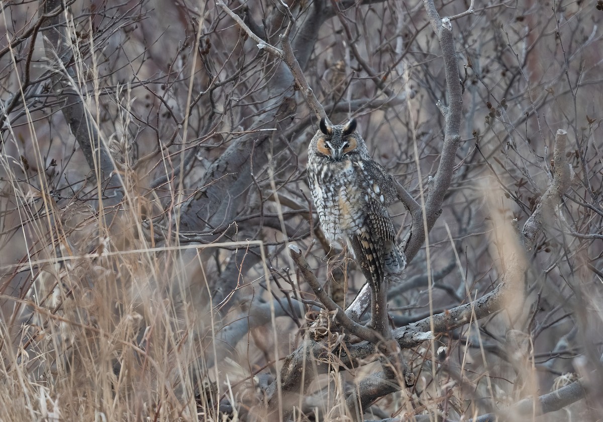 Long-eared Owl - ML611553675