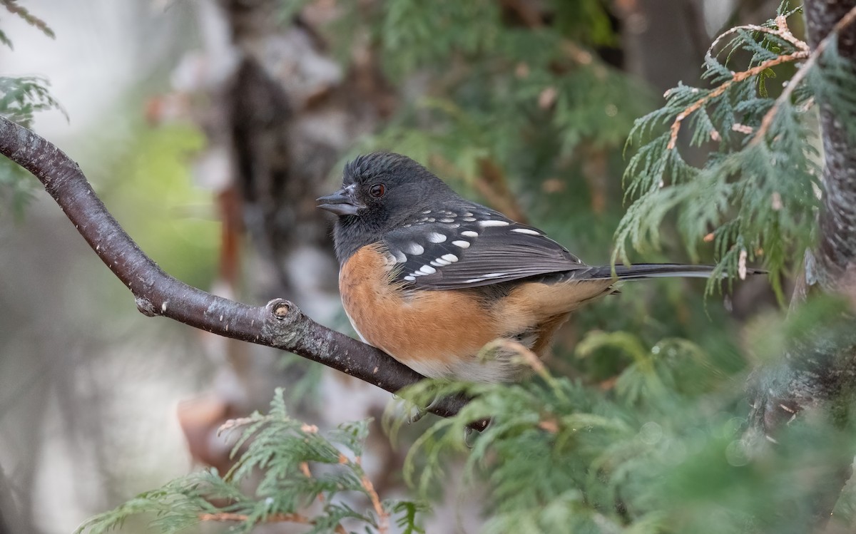 Spotted Towhee - ML611553707