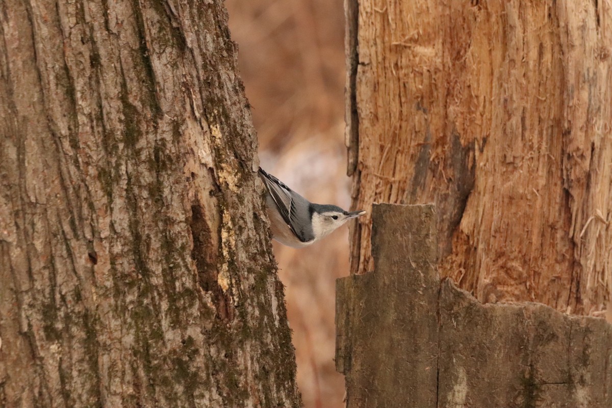 White-breasted Nuthatch - ML611553763