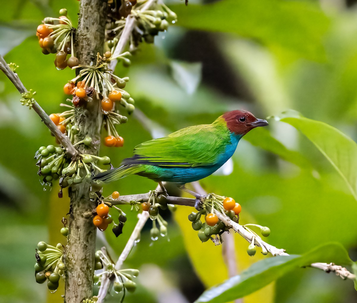 Bay-headed Tanager - ML611554174