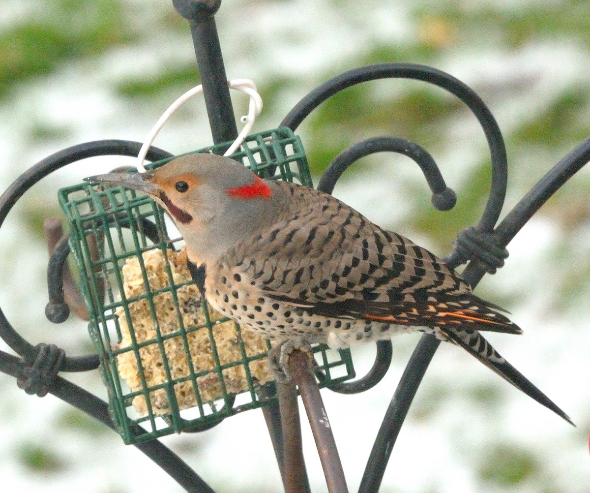 Northern Flicker (Yellow-shafted x Red-shafted) - ML611554324