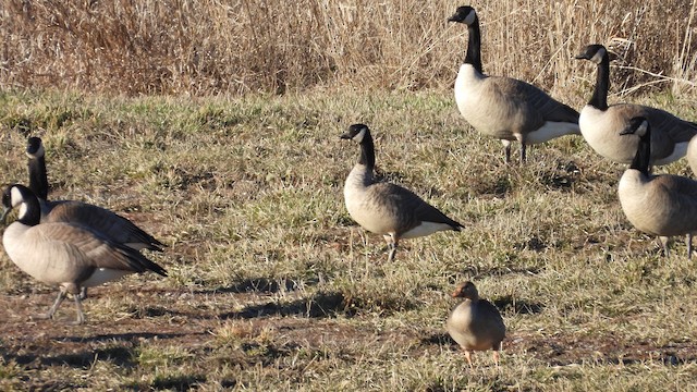 Cackling Goose - eBird