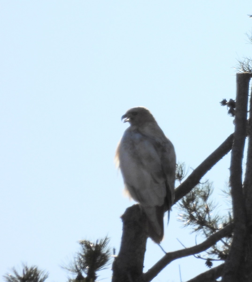 Red-tailed Hawk - ML611554513