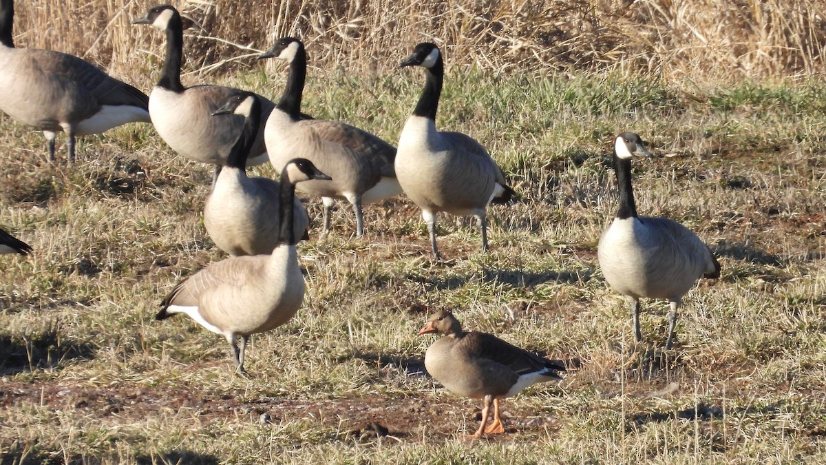 Greater White-fronted Goose - ML611554542