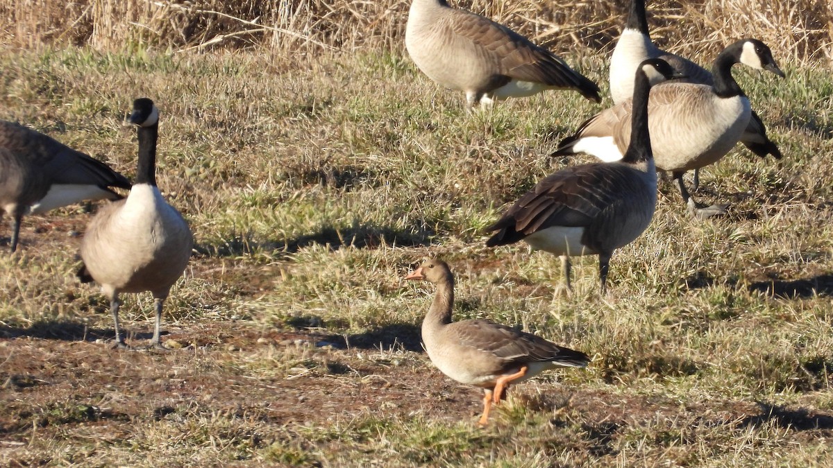 Greater White-fronted Goose - ML611554543