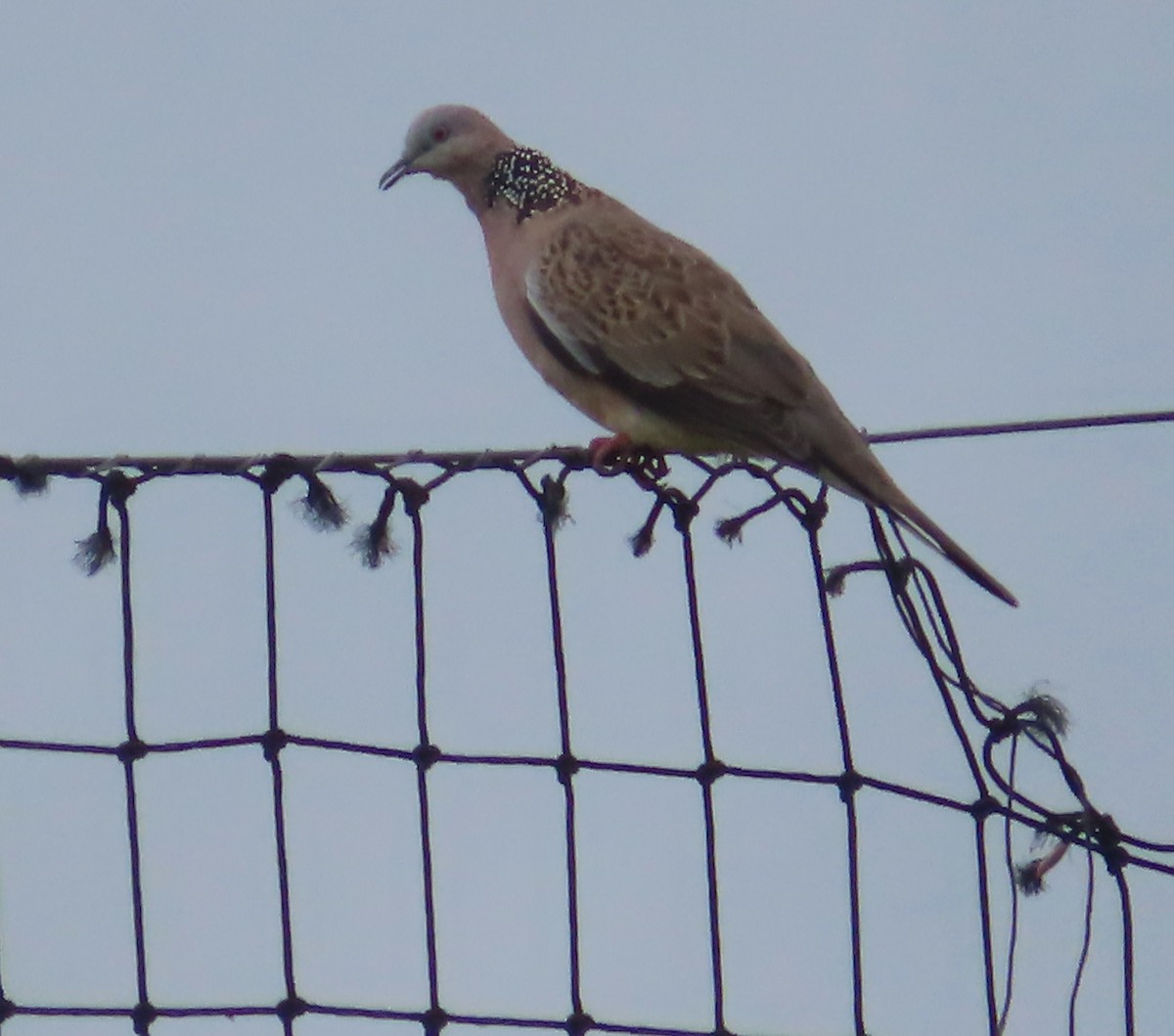 Spotted Dove - ML611554629