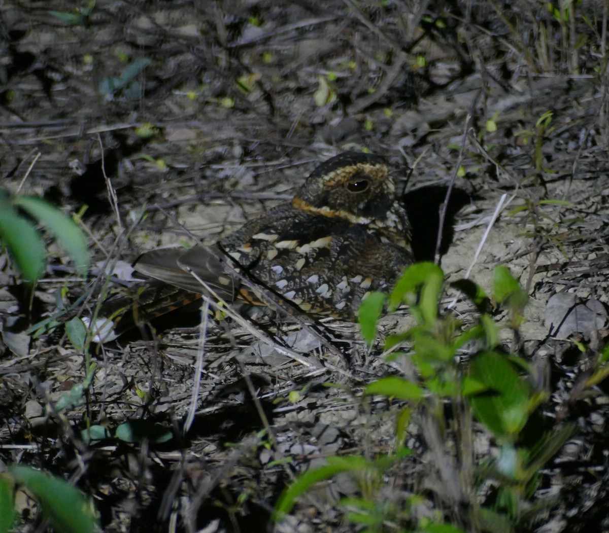 Spot-tailed Nightjar - ML611555135
