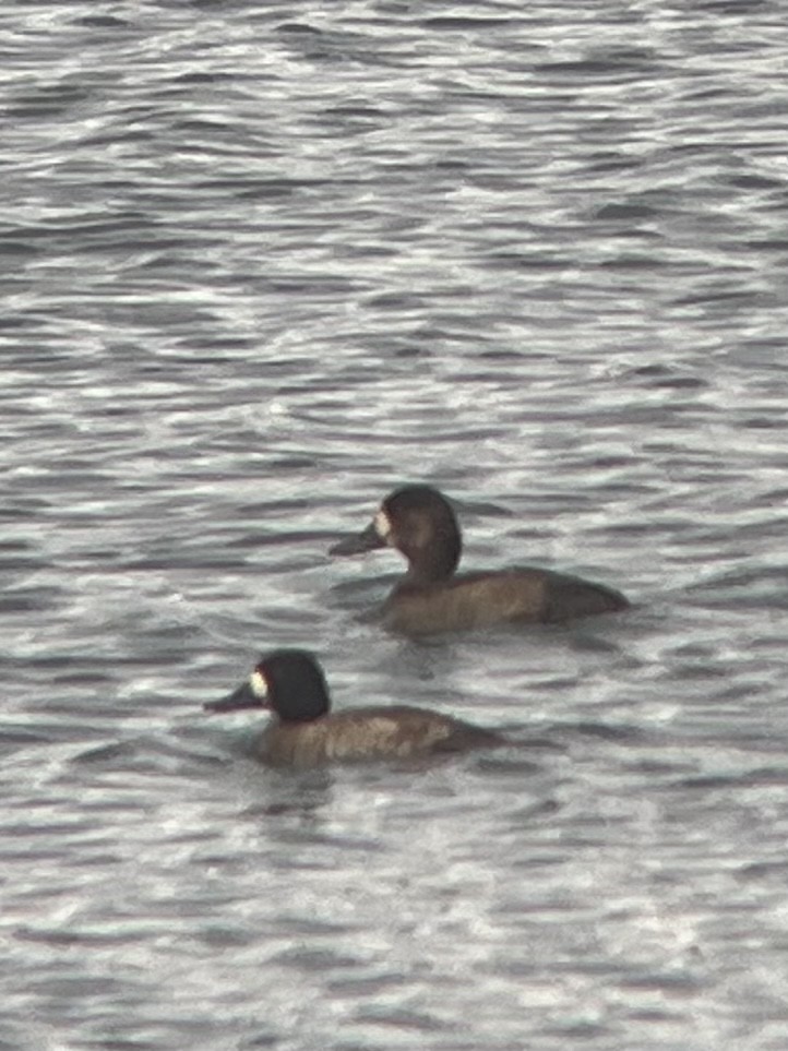 Greater Scaup - ML611555689