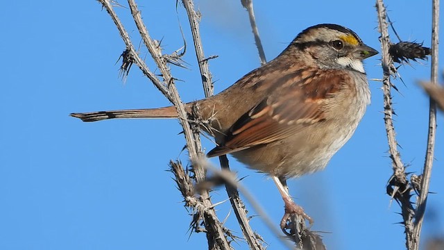 White-throated Sparrow - ML611556636