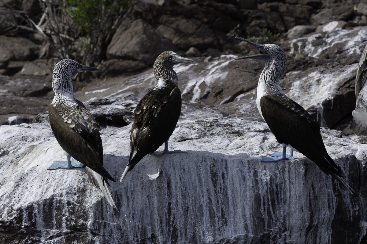 Blue-footed Booby - ML611556816