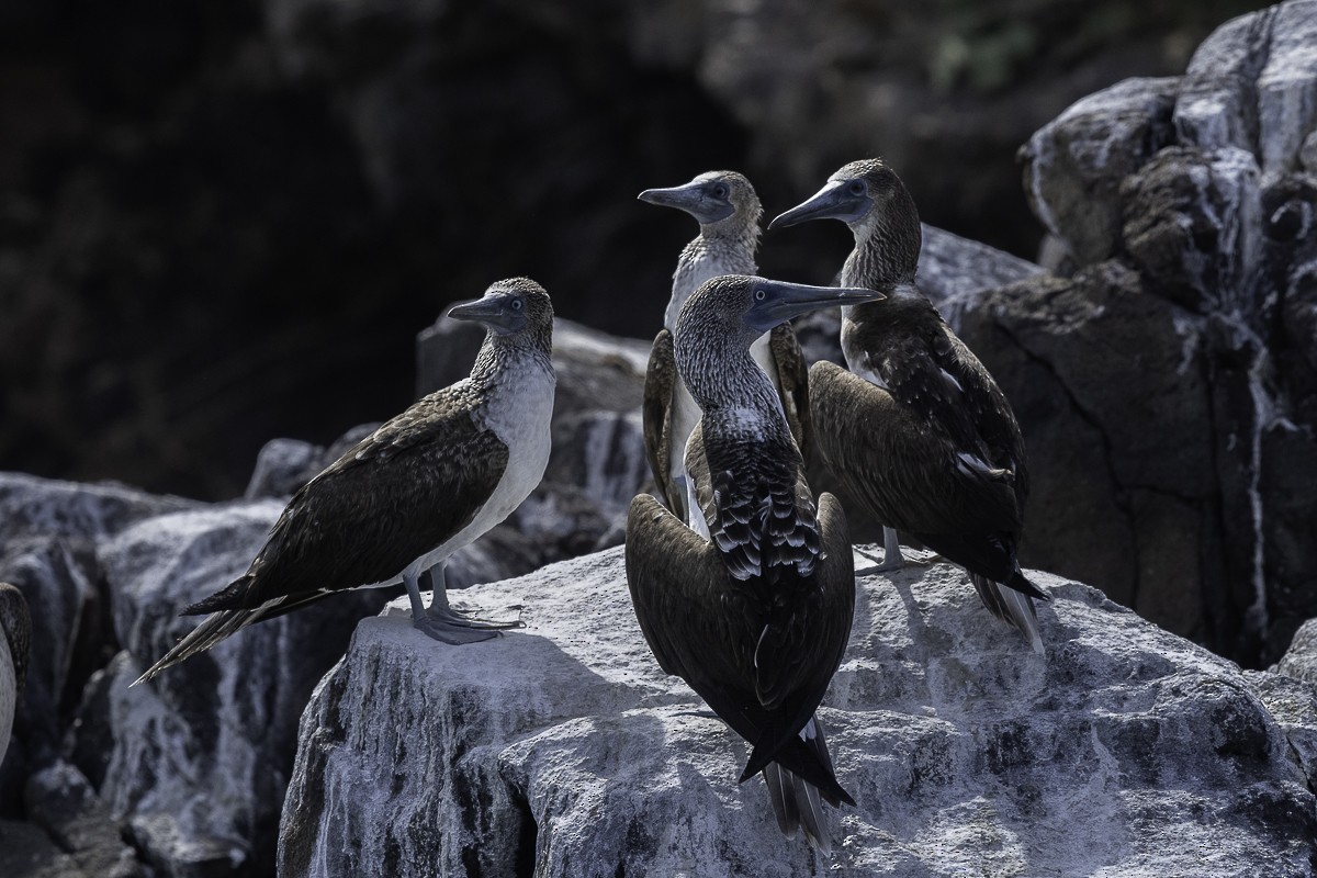 Blue-footed Booby - ML611556817