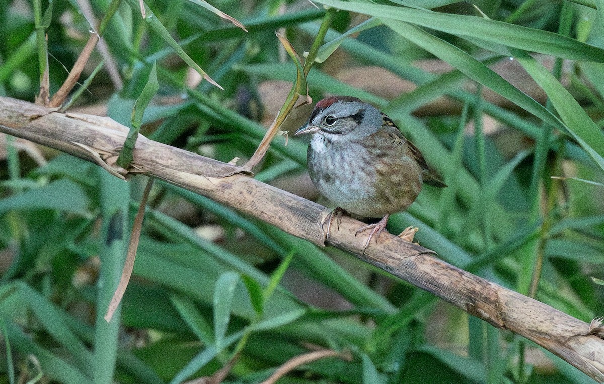 Swamp Sparrow - ML611556979