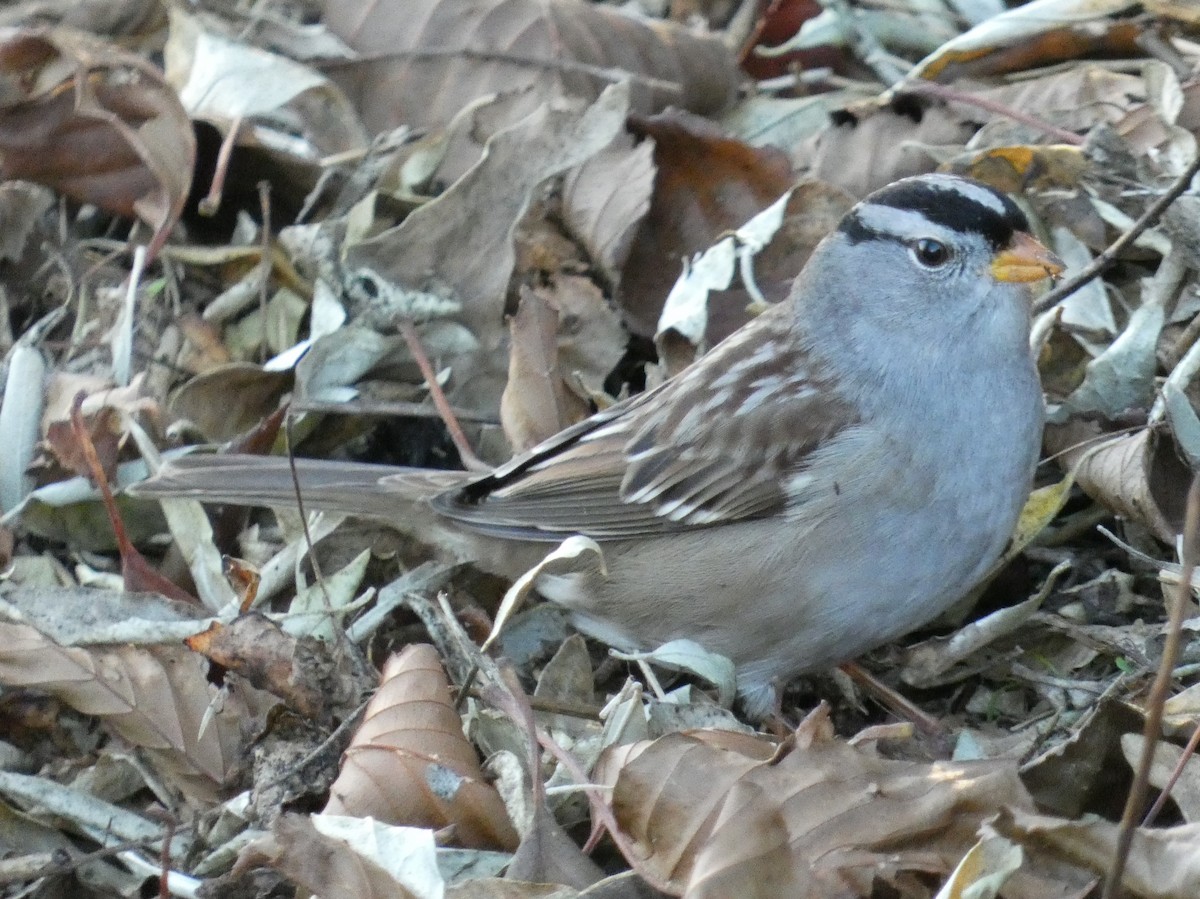 White-crowned Sparrow - ML611557107