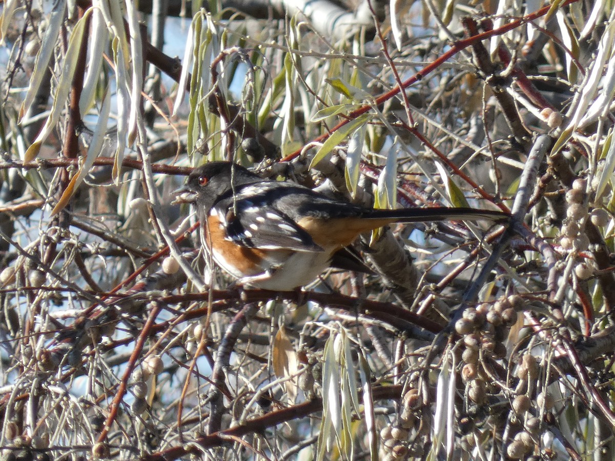 Spotted Towhee - ML611557121