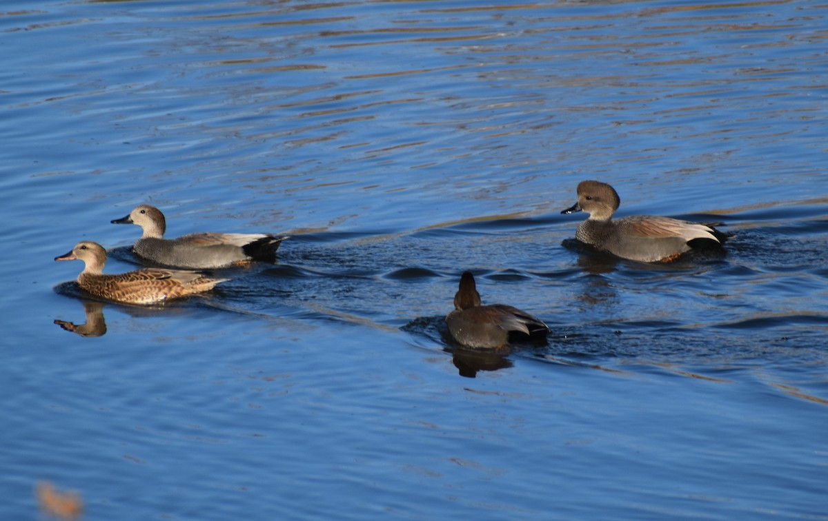 EBird Checklist 25 Nov 2023 Jordan River Parkway 2100 S To 2500 S   1200