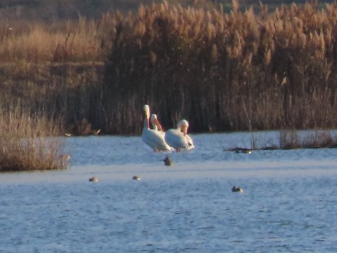 American White Pelican - Ruth Bergstrom