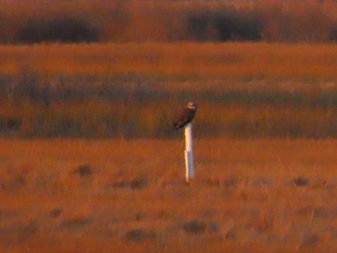 Short-eared Owl - Ruth Bergstrom
