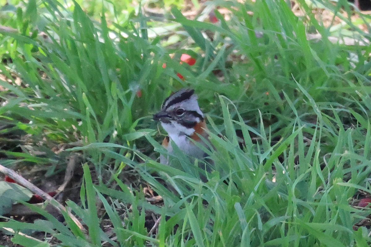 Rufous-collared Sparrow - ML611557869