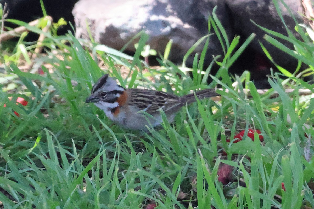 Rufous-collared Sparrow - Sam Darmstadt