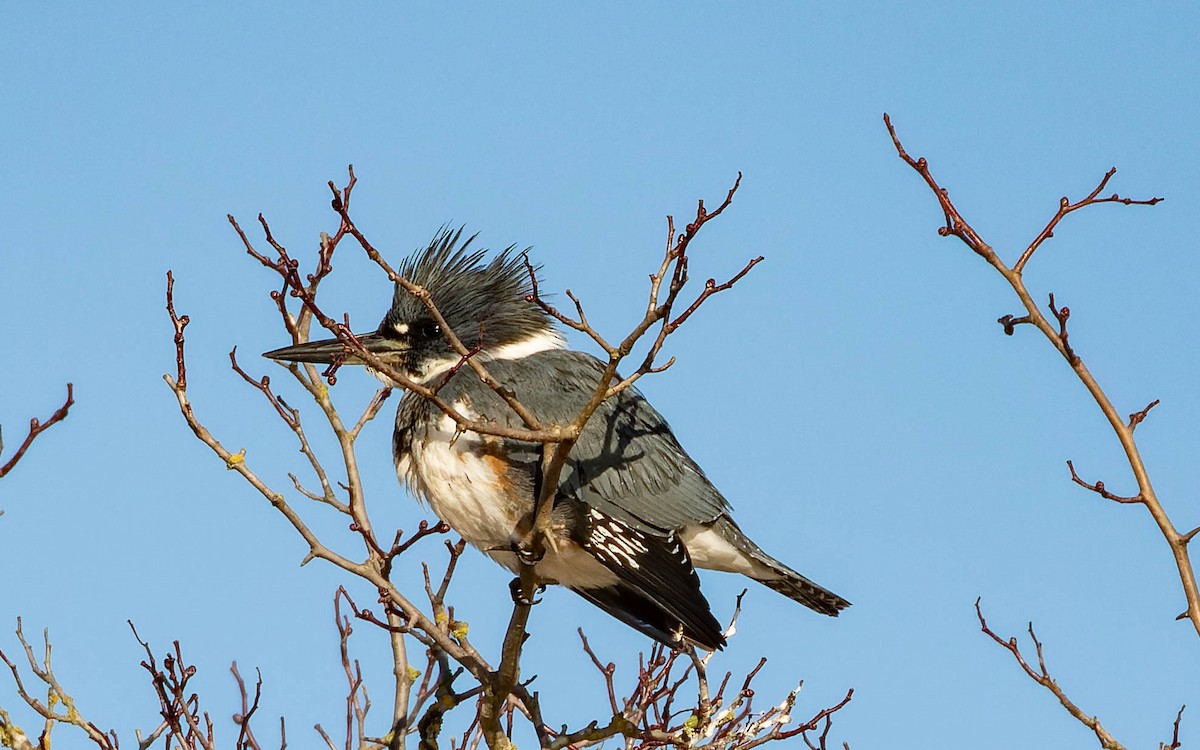 Belted Kingfisher - ML611557968