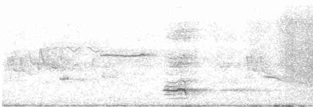 Polochion casqué (gordoni/ammitophilus) - ML611558287